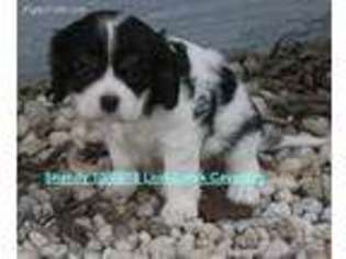Cavalier King Charles Spaniel Puppy for sale in Quapaw, OK, USA