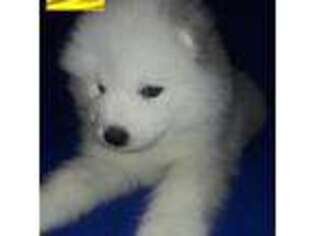 Samoyed Puppy for sale in Centerville, UT, USA