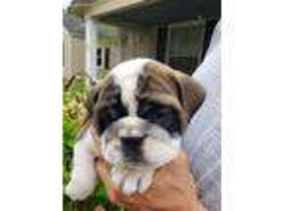Bulldog Puppy for sale in Centralia, MO, USA