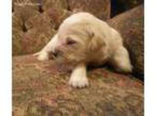 Golden Retriever Puppy for sale in Hubbardston, MA, USA