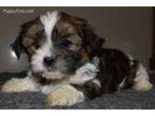 Shorkie Tzu Puppy for sale in Millersburg, IN, USA