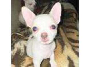 Chihuahua Puppy for sale in Mount Pleasant, TX, USA