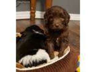 Mutt Puppy for sale in Chaska, MN, USA