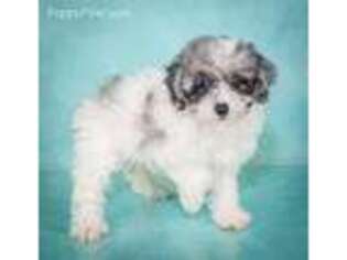 Schnoodle (Standard) Puppy for sale in East Sparta, OH, USA