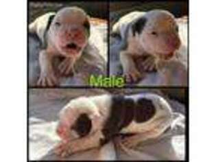 American Bulldog Puppy for sale in Hammond, IN, USA