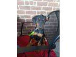 Doberman Pinscher Puppy for sale in Hinesville, GA, USA