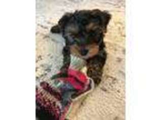 Yorkshire Terrier Puppy for sale in Union City, NJ, USA