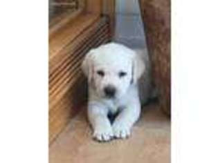 Labrador Retriever Puppy for sale in Pine, CO, USA