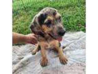 Catahoula Leopard Dog Puppy for sale in Cumby, TX, USA