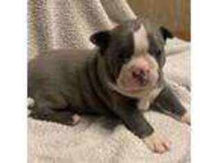 Boston Terrier Puppy for sale in Andrews, SC, USA
