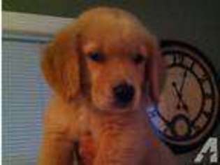 Golden Retriever Puppy for sale in VIRGINIA BEACH, VA, USA