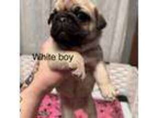 Pug Puppy for sale in Vader, WA, USA