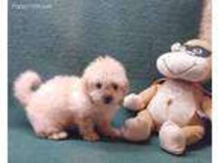 Shih-Poo Puppy for sale in Ludowici, GA, USA