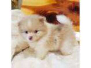 Pomeranian Puppy for sale in Lineville, AL, USA