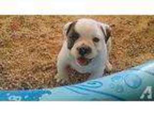 Olde English Bulldogge Puppy for sale in CEDAR HILL, TX, USA
