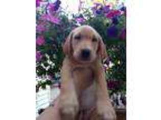 Labrador Retriever Puppy for sale in Perrysburg, OH, USA