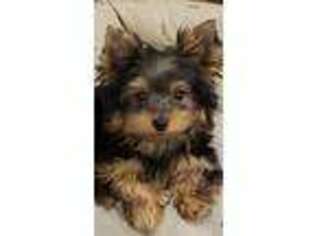 Yorkshire Terrier Puppy for sale in Port Charlotte, FL, USA