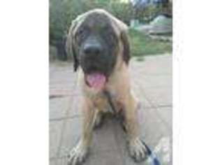 Mastiff Puppy for sale in SAN DIEGO, CA, USA