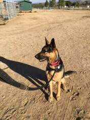 German Shepherd Dog Puppy for sale in CAMPO, CA, USA