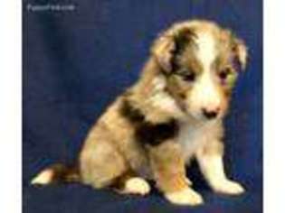 Shetland Sheepdog Puppy for sale in Waxahachie, TX, USA