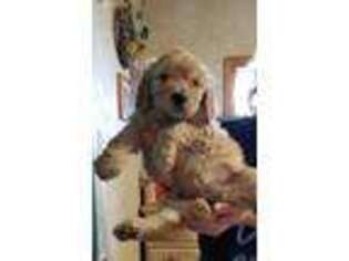 Goldendoodle Puppy for sale in Powell Butte, OR, USA