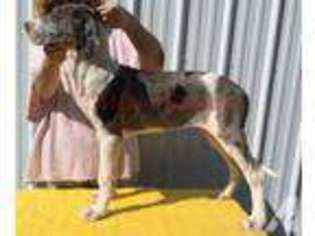 Great Dane Puppy for sale in WELLSTON, OH, USA