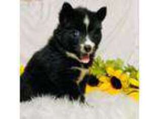 Siberian Husky Puppy for sale in Colbert, OK, USA