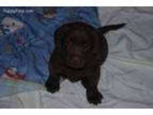 Labrador Retriever Puppy for sale in Cache, OK, USA