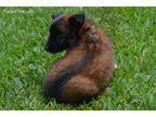 Belgian Malinois Puppy for sale in Missouri City, TX, USA