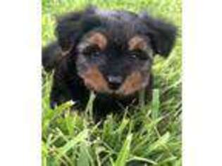 Yorkshire Terrier Puppy for sale in Decatur, IL, USA