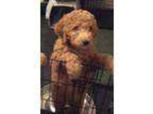 Goldendoodle Puppy for sale in Rootstown, OH, USA