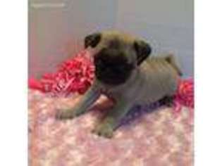 Pug Puppy for sale in Altoona, KS, USA