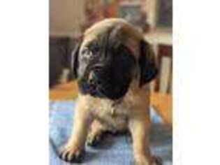 Mastiff Puppy for sale in Lapeer, MI, USA