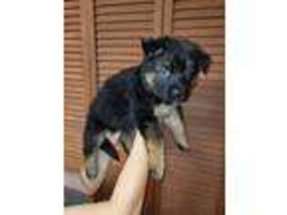 German Shepherd Dog Puppy for sale in Plant City, FL, USA