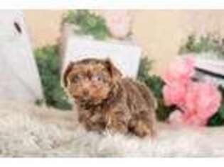 Yorkshire Terrier Puppy for sale in Warsaw, IN, USA