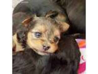 Yorkshire Terrier Puppy for sale in Mapleton, UT, USA