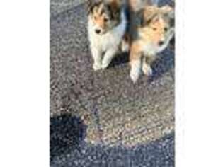 Shetland Sheepdog Puppy for sale in Martin, GA, USA