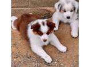 Miniature Australian Shepherd Puppy for sale in Norris City, IL, USA