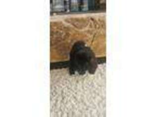Akita Puppy for sale in El Cajon, CA, USA