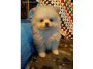 Pomeranian Puppy for sale in Slippery Rock, PA, USA