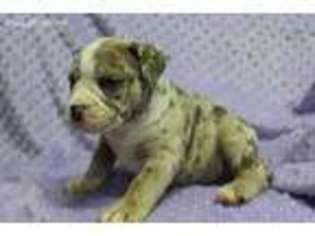 Olde English Bulldogge Puppy for sale in Joice, IA, USA