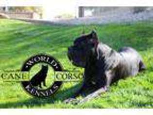 Cane Corso Puppy for sale in Phoenix, AZ, USA
