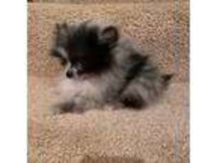 Pomeranian Puppy for sale in Minneapolis, MN, USA