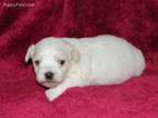 Coton de Tulear Puppy for sale in Woodbury, TN, USA
