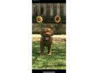 American Bull Dogue De Bordeaux Puppy for sale in Alvin, TX, USA