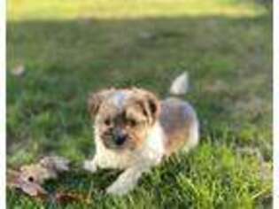 Shih-Poo Puppy for sale in Albany, OR, USA