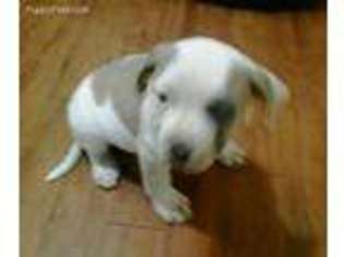 American Bulldog Puppy for sale in Farmington, NM, USA