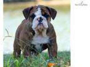 Bulldog Puppy for sale in Fort Worth, TX, USA