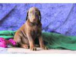Doberman Pinscher Puppy for sale in Delta, PA, USA