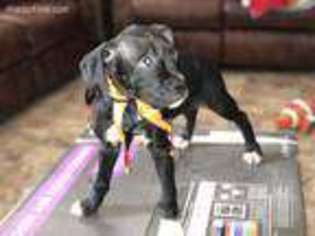 Boxer Puppy for sale in Richmond, VA, USA